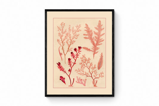 Seaweed Print 1857