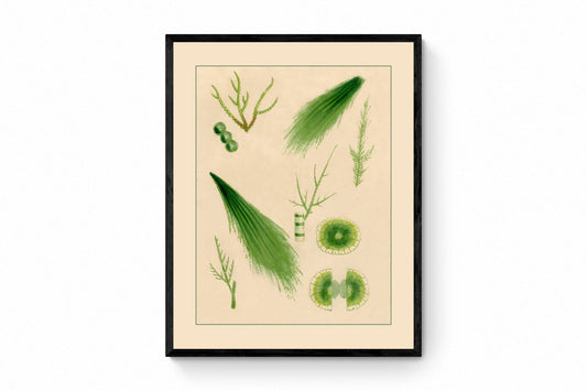 1857 Seaweed Print 1857