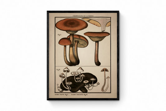 Fungi Mushroom Print