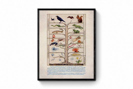 Genealogical Tree of Animals Print - Antique Reproduction - Zoology - Natural History - Metazoa - Protozoa - Available Framed