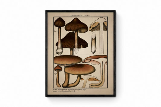 Fungi Mushroom Print