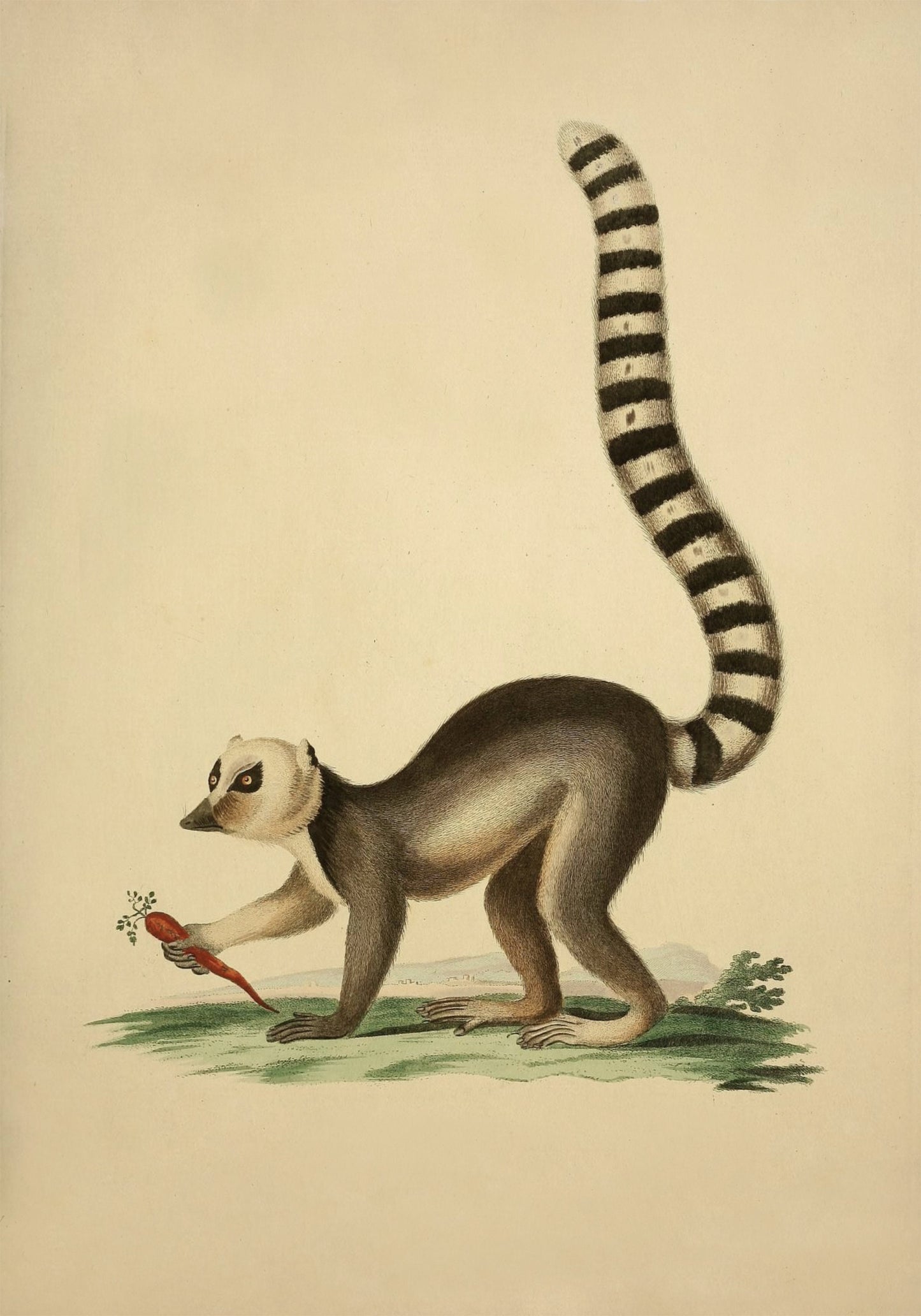 Ring Tailed Lemur Print – antique art print from Ninska Designs