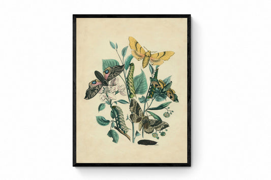 Butterfly & Moth Botanical Print - Antique Art Reproduction - Lepidoptera - Entomology - Insect Art - Moth - Available Framed