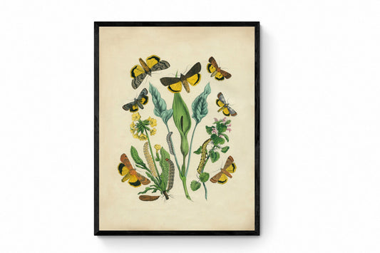 Butterfly Botanical Print
