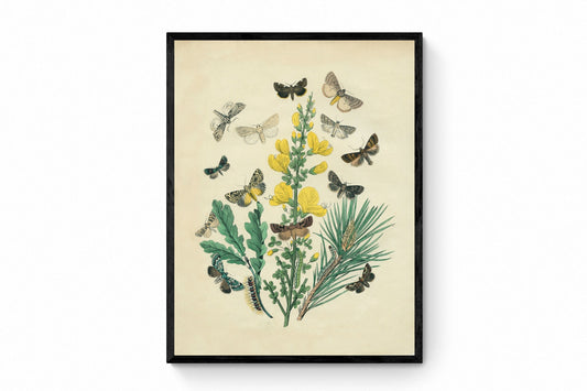 Butterfly Botanical Print