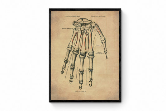 Hand Bones Print