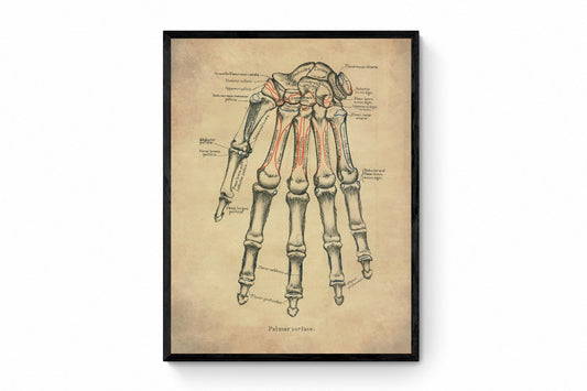 Hand Bones Print