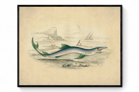 Blue Shark Print - Antique Reproduction - Fish Wall Art - Ocean Wall Decor - Natural History - Available Framed