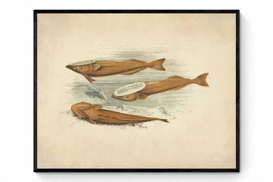 Remora (Suckerfish) Print