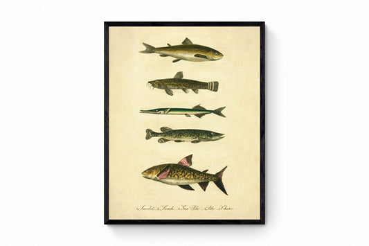 Samlet, Loach, Garpike Pike and Charr Print - Antique Reproduction - Marine Wildlife - Fish Wall Art - Available Framed