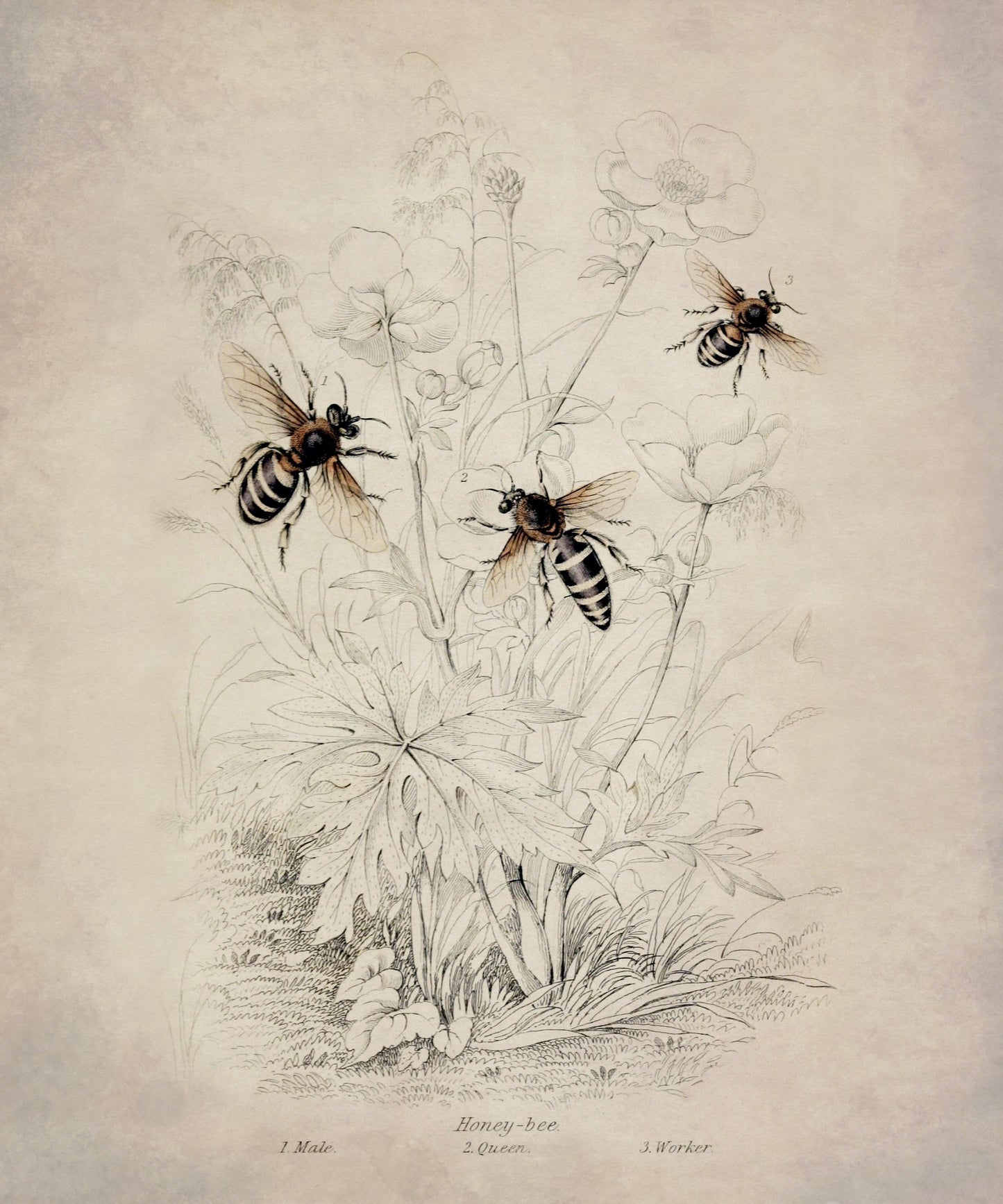 Honeybee (Male, Queen and Worker) Print – antique art print from Ninska Designs