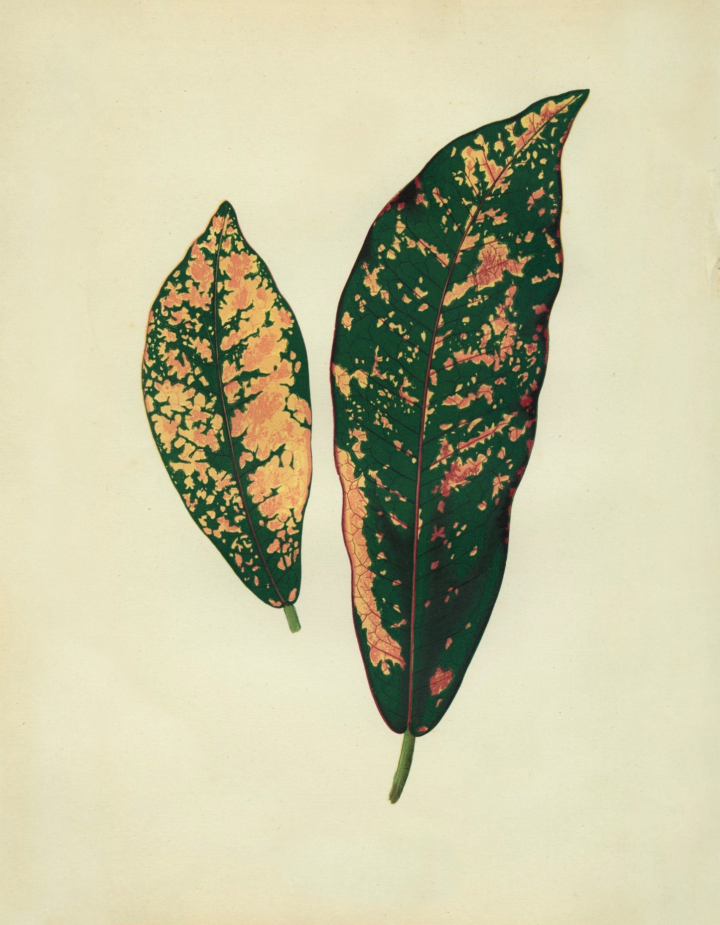 Croton Pictum Print – antique art print from Ninska Designs