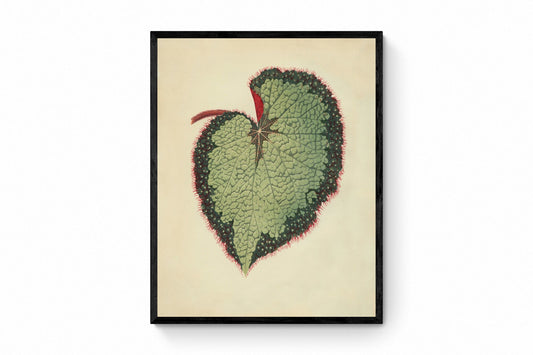 Begonia Rex Print - Antique Reproduction - Botanical Art - Leaf - Gardener Gift - Available Framed