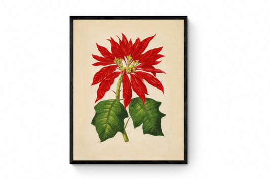 Poinsettia Pulcherrima Print - Antique Reproduction - Botanical Art - Leaf - Gardener Gift - Available Framed