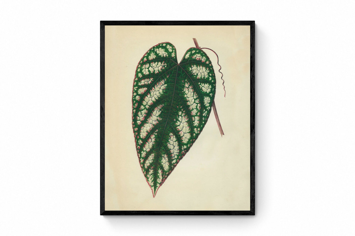 Cissus Javana or Rex Begonia Vine Print - Antique Reproduction - Botanical Art - Leaf - Gardener Gift - Available Framed