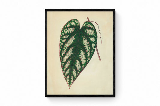 Cissus Javana or Rex Begonia Vine Print - Antique Reproduction - Botanical Art - Leaf - Gardener Gift - Available Framed