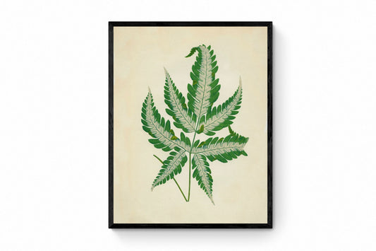 Silver Brake Fern (Pteris argyraea) Print - Antique Reproduction - Botanical Art - Leaf - Gardener Gift - Available Framed