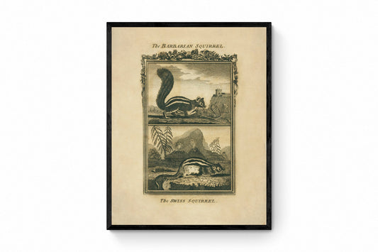 Barbarian Squirrel and Swiss Squirrel Print - Antique Reproduction - Buffon 1775 - Animal Art - Natural History - Available Framed