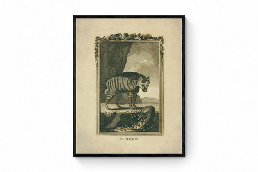 Hyaena Print - Antique Reproduction - Buffon 1775 - Animal Art - Natural History - Available Framed