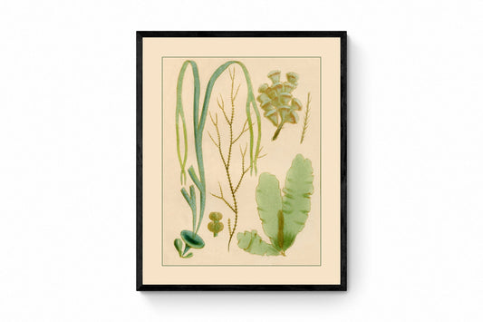 Seaweed Print 1857