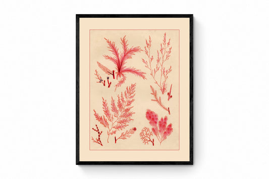 Seaweed Print 1857