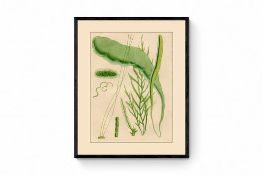 Seaweed Print 1857