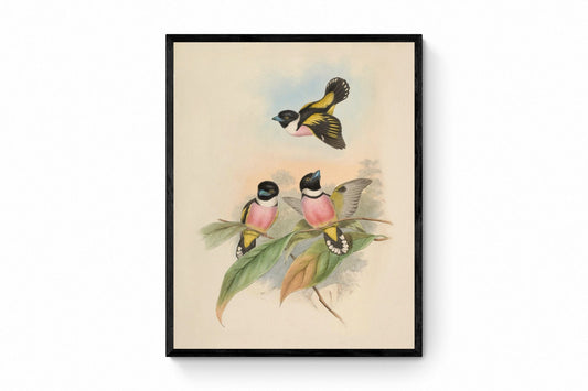 Hooded Eurylaime Print - Antique Reproduction - Black and Yellow Broadbill - John Gould - Bird Art - Ornithology - Available Framed