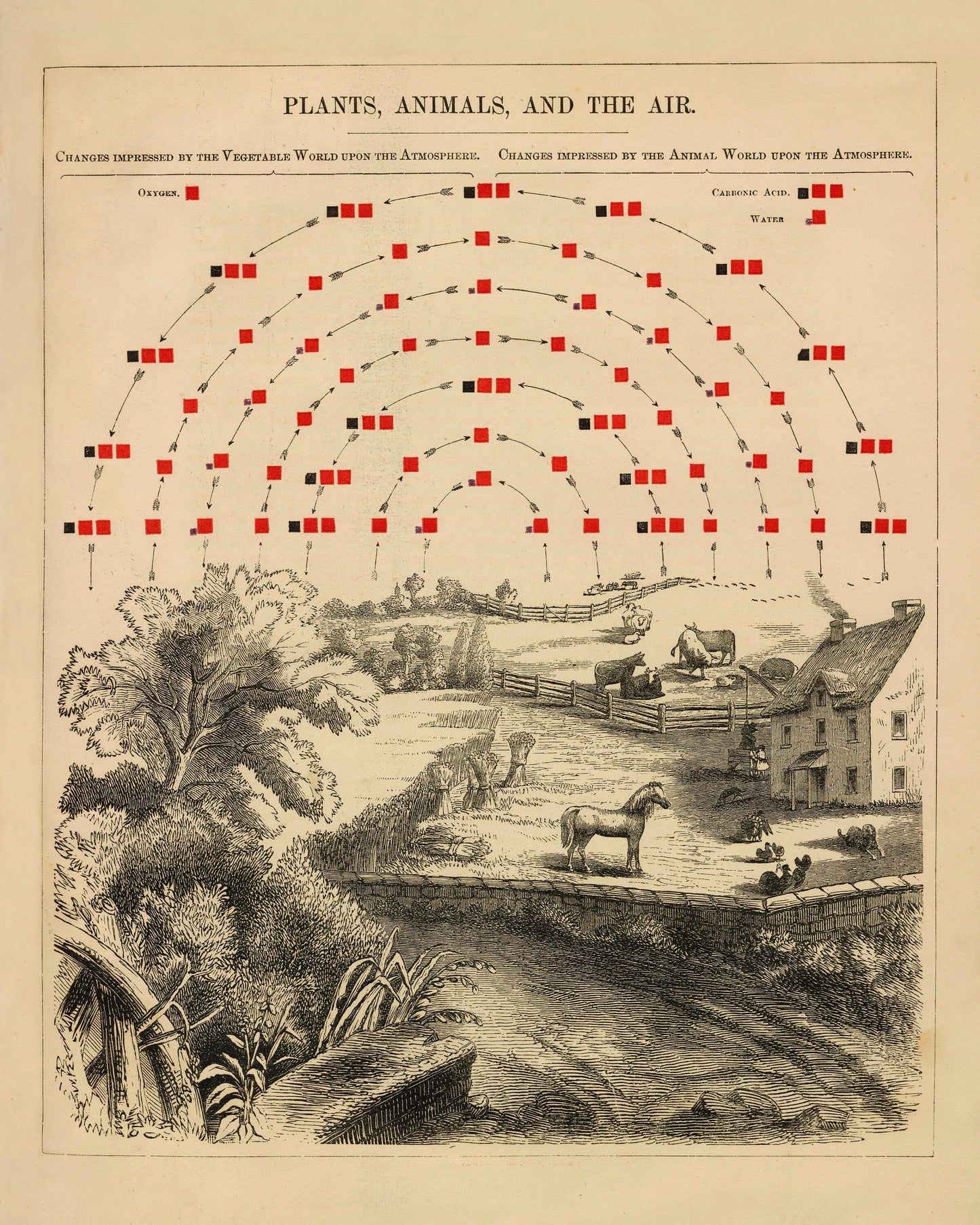 Plants, Animals and the Air Chemistry Diagram 1856 – antique art print from Ninska Designs