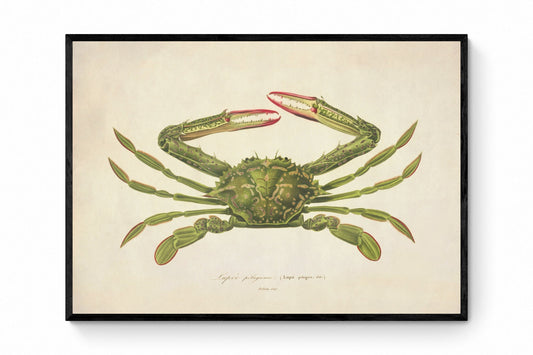 Lupa Pelagica Green Crab Print - Antique Reproduction - Crustacean - Ocean Wildlife - Available Framed