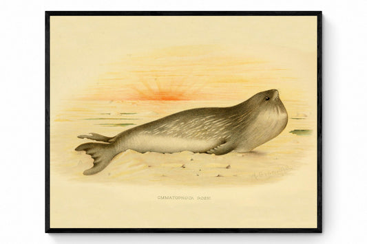 Ross Seal 2(Ommatophoca Rossi) Print - Antique Reproduction - Antarctica - Wildlife Wall Decor - Natural History - Available Framed