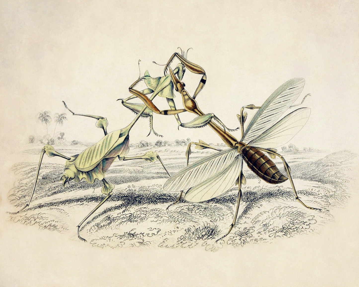 Mantis Print – antique art print from Ninska Designs