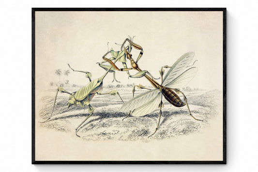 Mantis Print - Antique Art Reproduction - William Jardine - Entomology - Insect Art - Available Framed