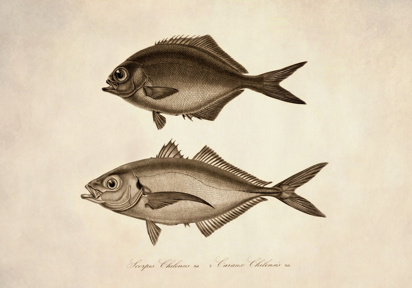 Scorpis Chilensis and Caranx Chilensis Print – antique art print from Ninska Designs