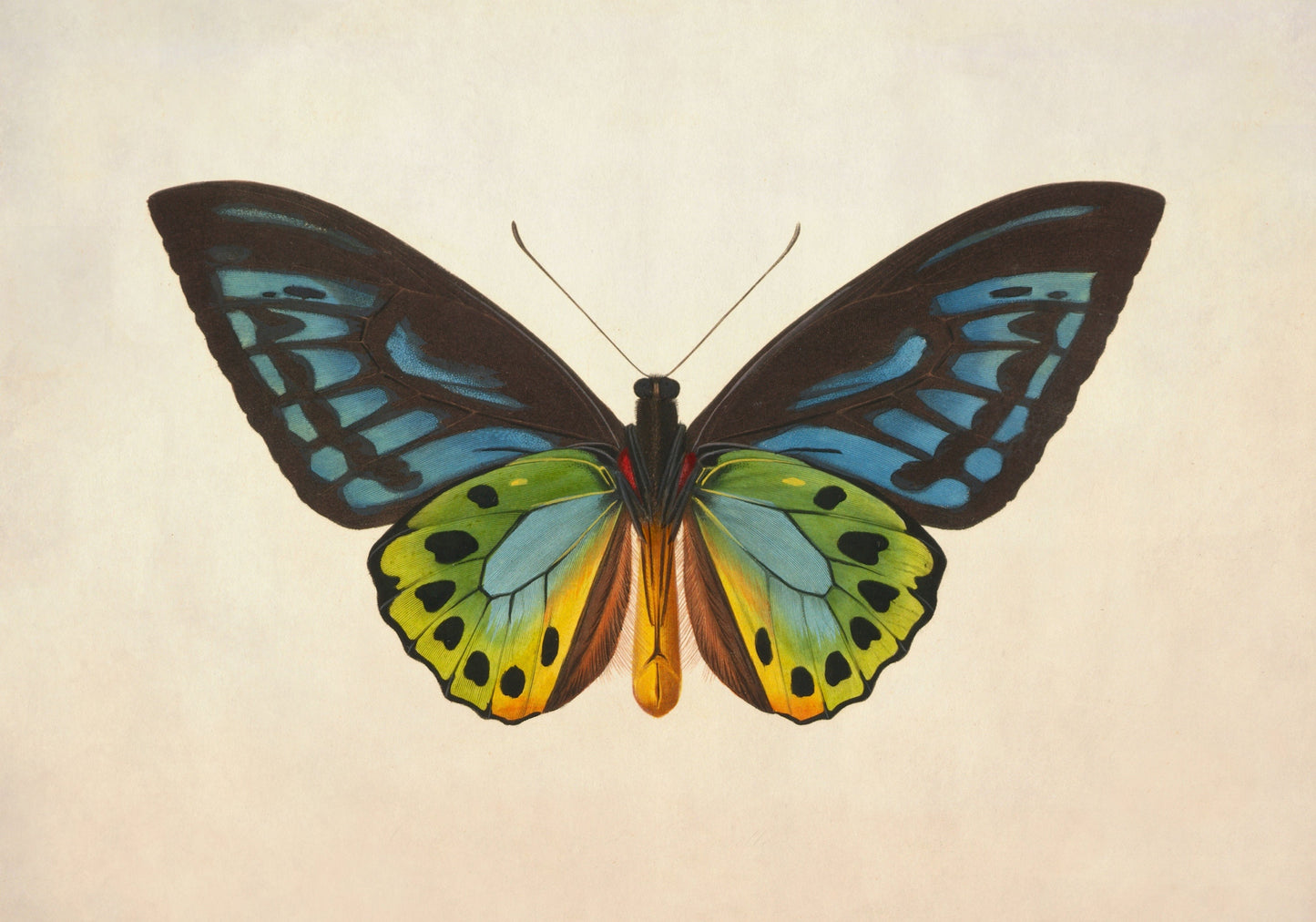 Ornithoptera Urvilliana Print – antique art print from Ninska Designs