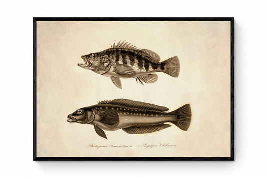 Plectropoma Semicinctum and Pinguipes Chilensis Print - Antique Reproduction - Marine Wildlife - Fish Wall Art - Available Framed