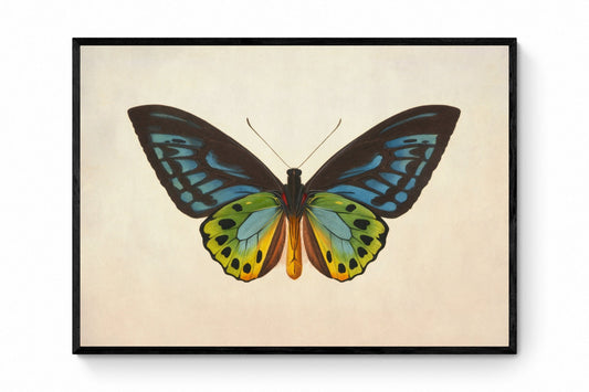 Ornithoptera Urvilliana Print - Antique Reproduction - Insect Art - Butterfly - Entomology - Common Green Birdwing - Available Framed