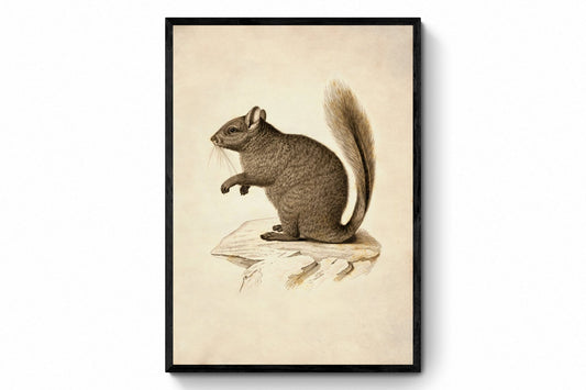 Viscacha Print - Antique Reproduction - Wildlife Decor - Rodent - Available Framed