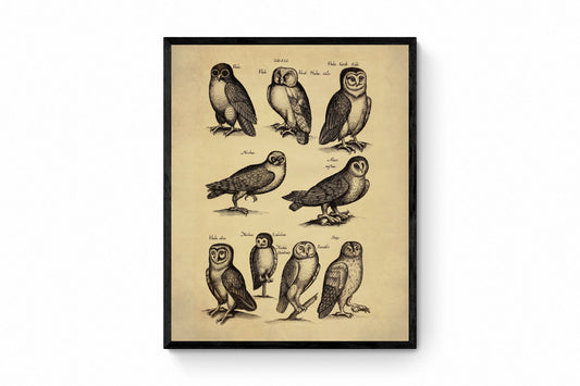 Owls Print dated 1650 - Antique Reproduction - Ornithology - Vintage Bird Art - Available Framed