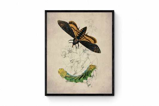 Death's Head Hawkmoth and Caterpillar Print - Antique Reproduction - Insect Art - Available Framed
