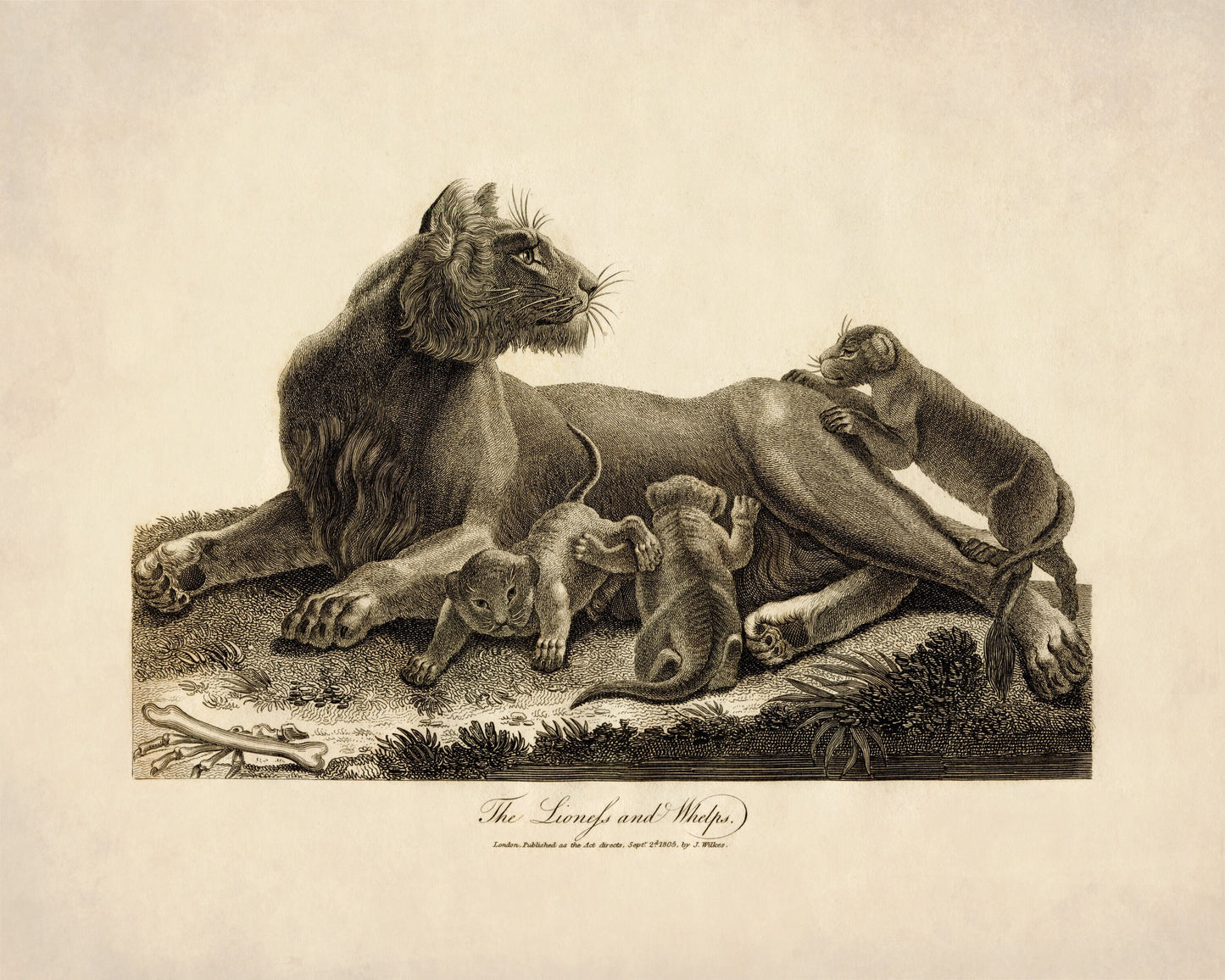 Lioness and Whelps – antique art print from Ninska Designs