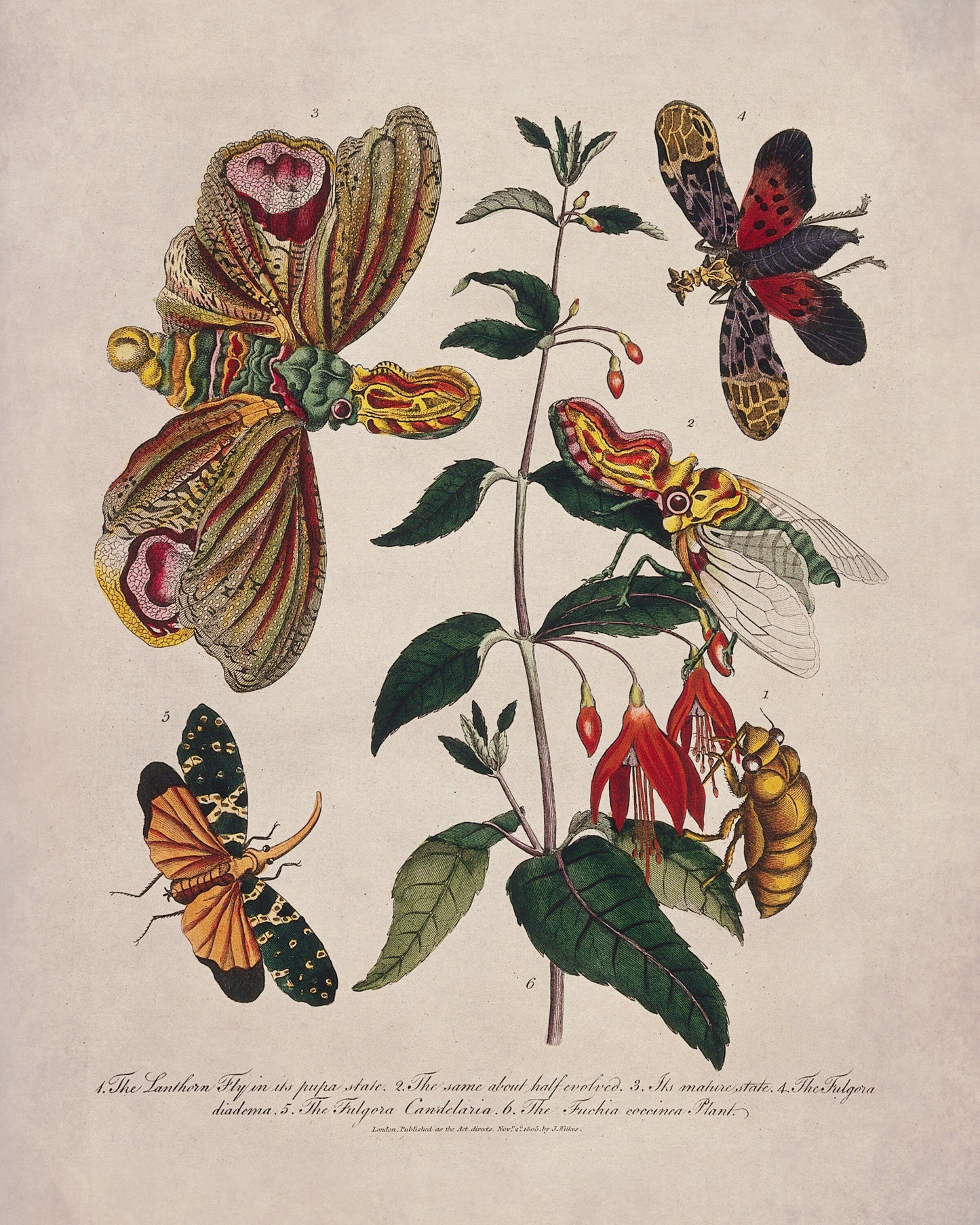Lantern Fly (Fulgora) on a Flowering Fuchsia – antique art print from Ninska Designs