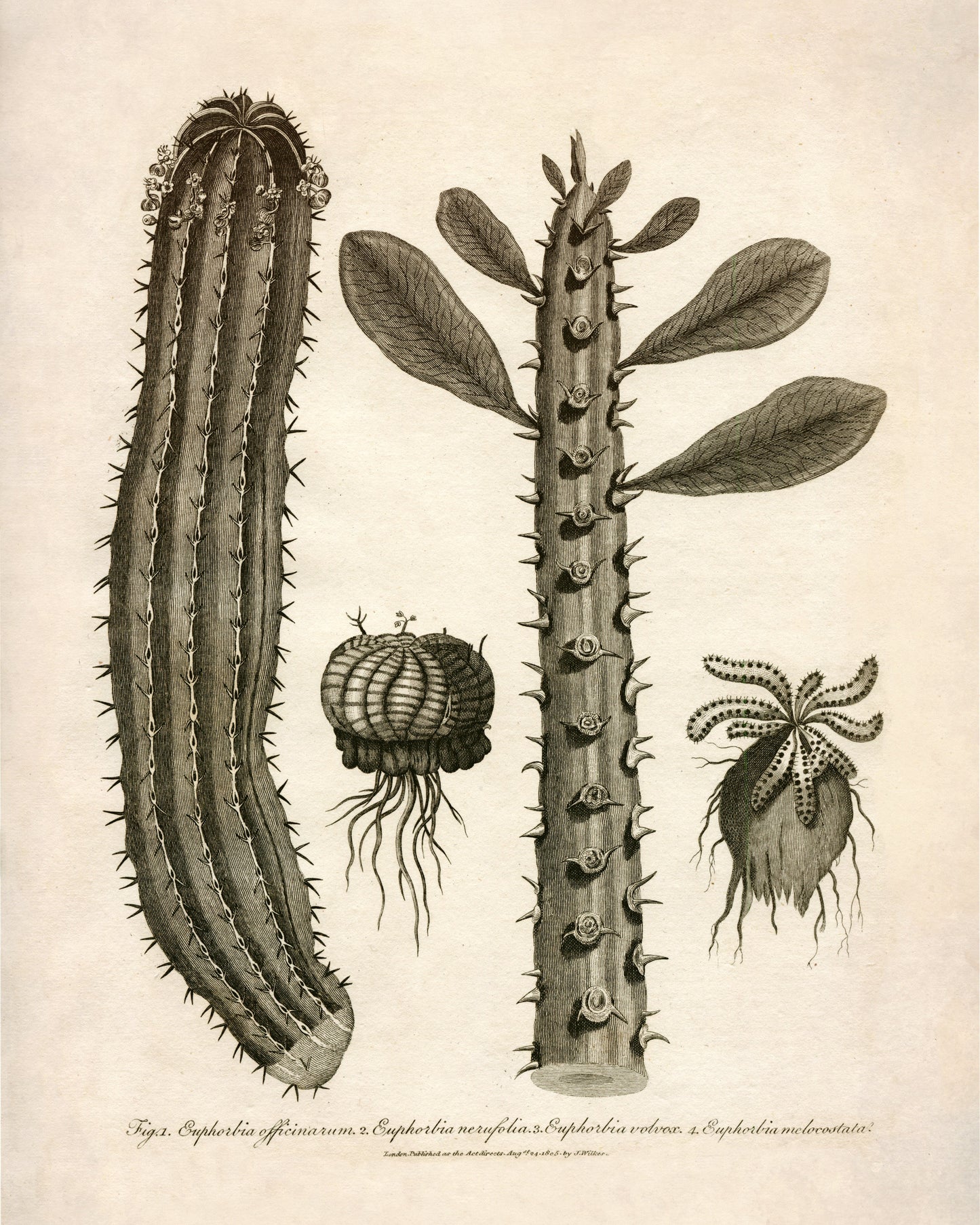 Euphorbia Species 1805 – antique art print from Ninska Designs