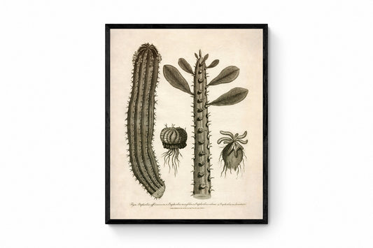 Euphorbia Species - Antique Reproduction - dated 1805 - Spurge - Available Framed