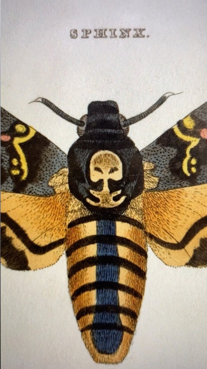 Death's Head Hawkmoth Print