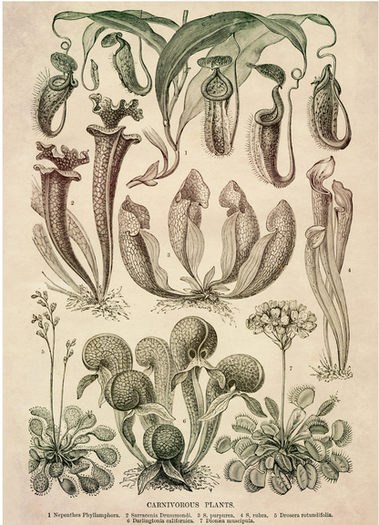 Carnivorous Plants Print