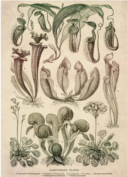 Carnivorous Plants Print