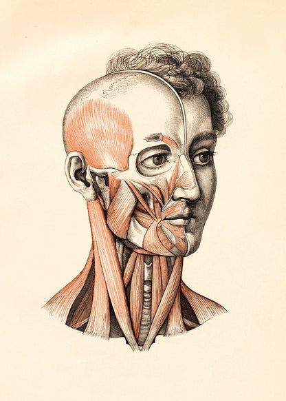 Anatomical Print