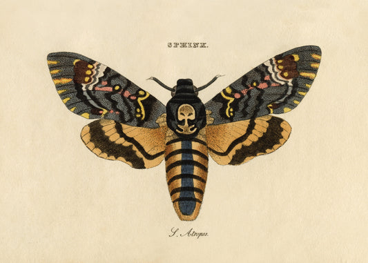 Death's Head Hawkmoth Print