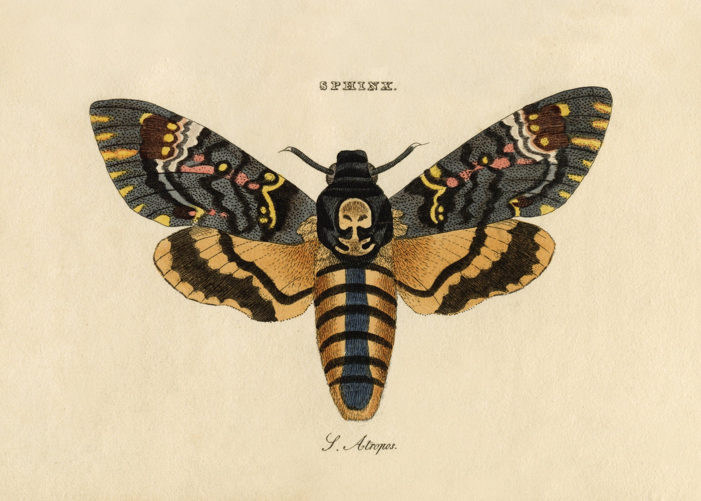 Death's Head Hawkmoth Print – antique art print from Ninska Designs