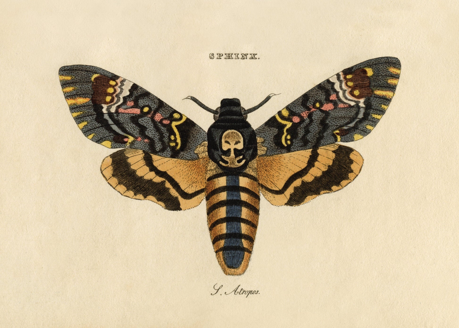 Death's Head Hawkmoth Print – antique art print from Ninska Designs